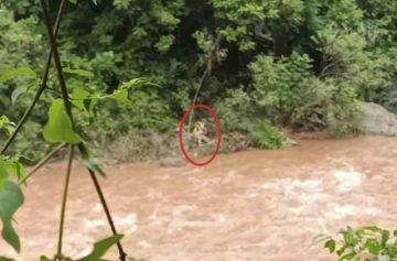 Video | Identifican a una persona fallecida tras avalancha que arrastró camioneta en el puente Santana, en Entre Ríos