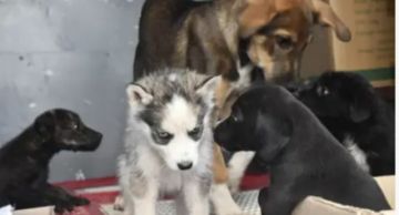 Rescatan 34 mascotas hacinadas en depósitos cerca del mercado La Pampa 