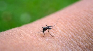 SEDES reporta 183 casos de chikungunya en una semana y más de 500 en lo que va del año