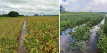 Anapo: Lluvias golpean al agro