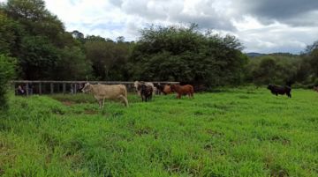 Exportación de carne genera alerta  por posible desabastecimiento en Tarija
