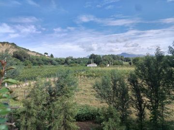 El verdor de las fincas tarijeñas