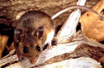Tarija activa protocolos tras registrar cuatro casos de hantavirus en lo que va del año