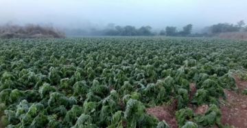 Heladas golpean cultivos en cinco municipios de Tarija 