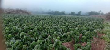Heladas devastan cultivos y productores advierten alza de precios de la papa y arveja