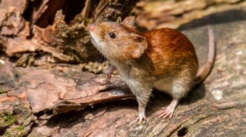 Tarija registra incremento de infecciones respiratorias y confirma caso positivo de hantavirus