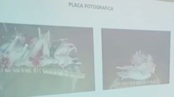 Mujer denuncia que le robaron sus cerdos y los faenaron