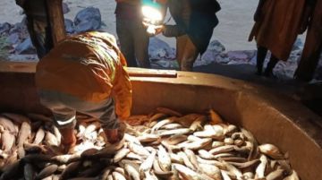 Cae el comercio de sábalos en Villa Montes por los bloqueos 