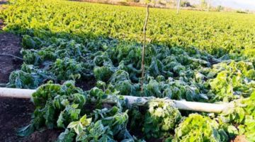 Impulsan un fondo rotatorio para créditos baratos y seguro agrario para productores de Tarija