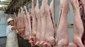 Tarija: Faena de cerdos se duplica en el Matadero