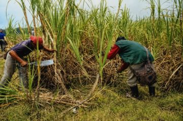 Bermejo: Perfilan iniciar la zafra  en la segunda quincena de julio