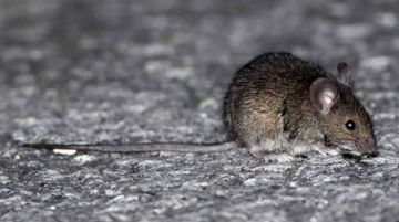 Confirman tercer caso de hantavirus en Yacuiba