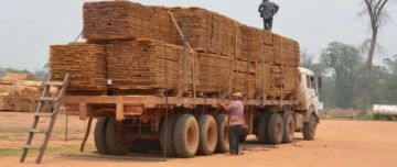 Reportan caída de las exportaciones forestales