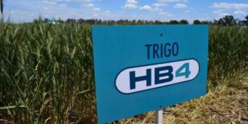 Anapo reporta aprobación del evento en trigo HB4
