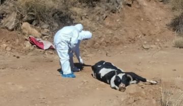 Cuarentena y vacunación, toman acciones contra la rabia bovina 