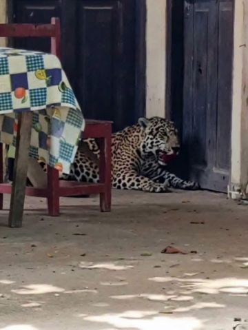 Emiten orden de aprehensión para persona identificada por muerte de jaguar en Guayaramerín