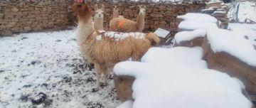 Una densa nevada golpeó a Colcha K