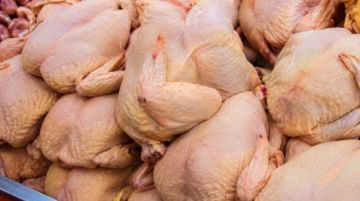 Precio del pollo se estabiliza en Tarija, pero avicultores advierten presión por el dólar y el diésel