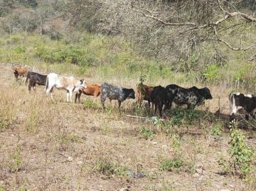 Encarcelan a sospechoso de abigeato en Entre Ríos 