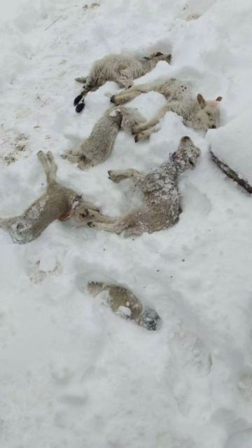 Bolivia bajo cero: nieve y lluvias golpean a cinco departamentos