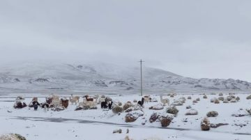 Defensa Civil: Nevadas en tres departamentos dejaron 26.000 familias afectadas 