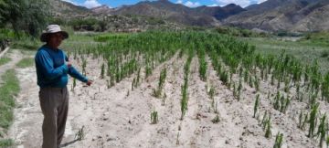 Heladas y olas de calor ponen en riesgo la próxima cosecha 