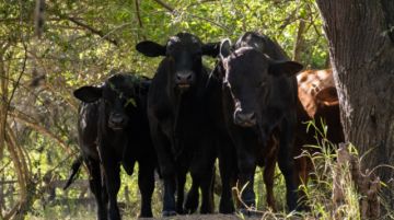 Ganaderos impulsan modelo de producción sostenible