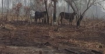 Afectados por incendios piden forraje para el ganado 
