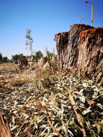 Tiquipaya tala decenas de eucaliptos centenarios por riesgo y enfermedad