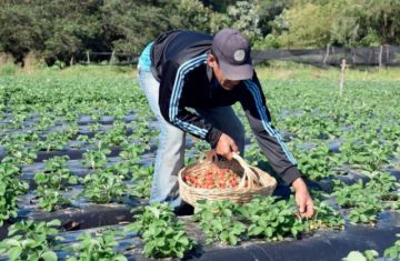 Los costos de producción se han incrementado