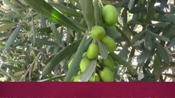 Expertos españoles capacitarán a los productores de olivo