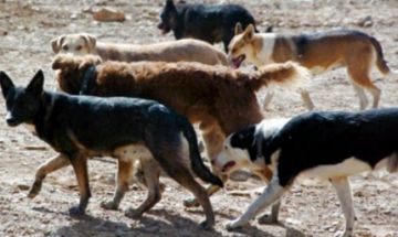 Evalúan acciones por canes violentos en La Gamoneda