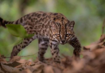 Bolivia hace historia: descubren una nueva especie de felino en los Yungas