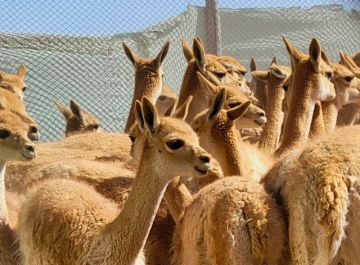 Nueva opción de turismo sostenible: Esquila de vicuñas