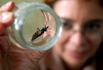 Estudio prueba tratamiento más corto contra el Chagas