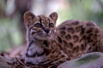 El tilcayo será la mascota de los Juegos Bolivarianos 2029