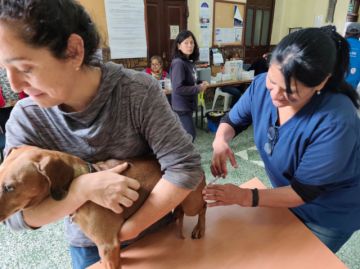 Tarija: Más de 94 mil mascotas fueron vacunadas contra la rabia 