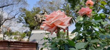 El colorido de la primavera adornan las plazas de Tarija