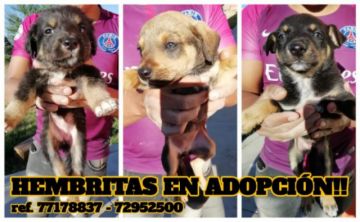 Cachorritos en adopción