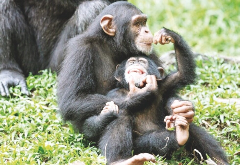 Primates dan lecciones para repensar la economía humana
