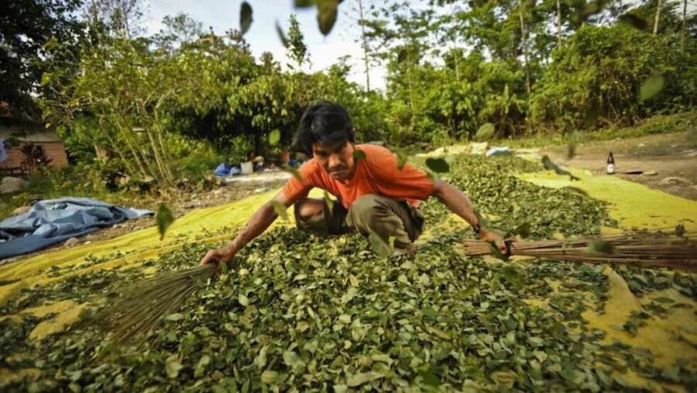 Política represiva aumenta el “poder económico” de la coca