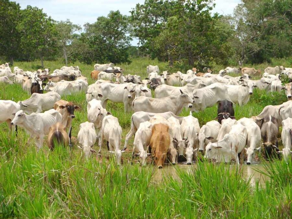 Bolivia: producción capitalista domina en ganadería bovina