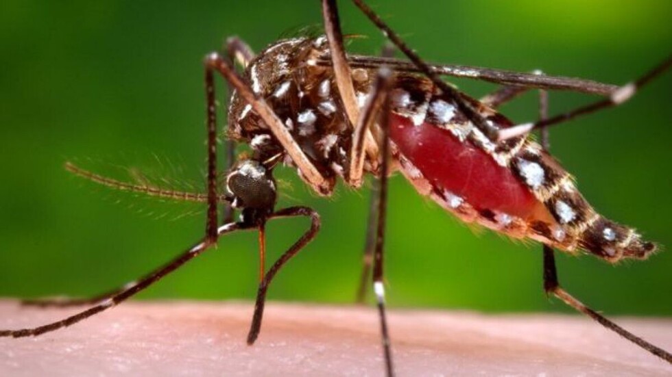 Brasil planea vacunar a toda la población ante la epidemia de fiebre amarilla