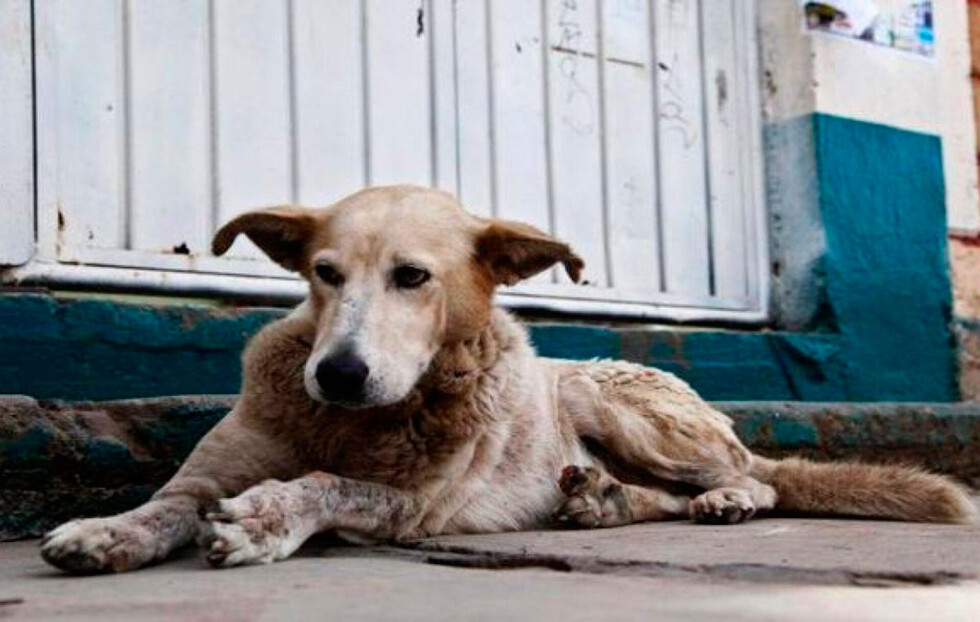 Perros callejeros ¿quién debe asumir la responsabilidad?