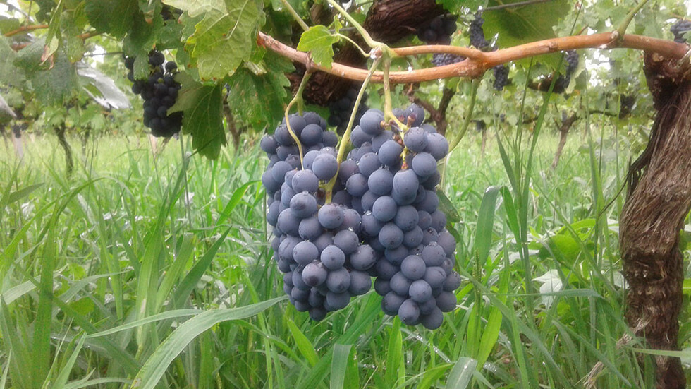 La variedad de uva Sirah, muy utilizada en la vendimia tarijeña
