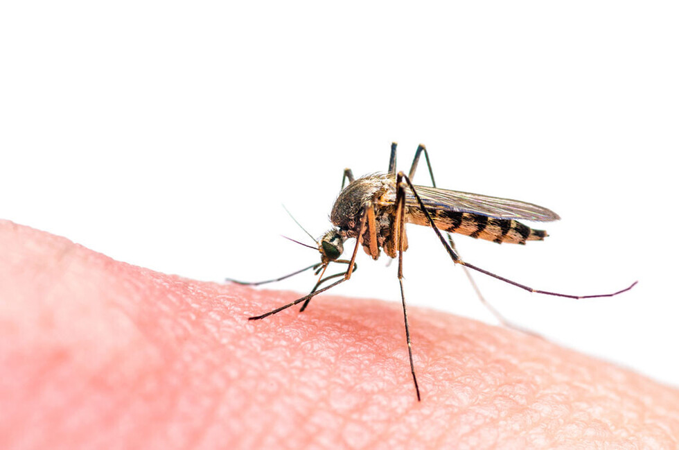Mosquitos y su efecto en la salud