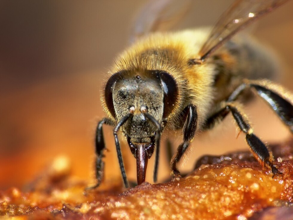 La UE prohíbe insecticidas dañinos para las abejas
