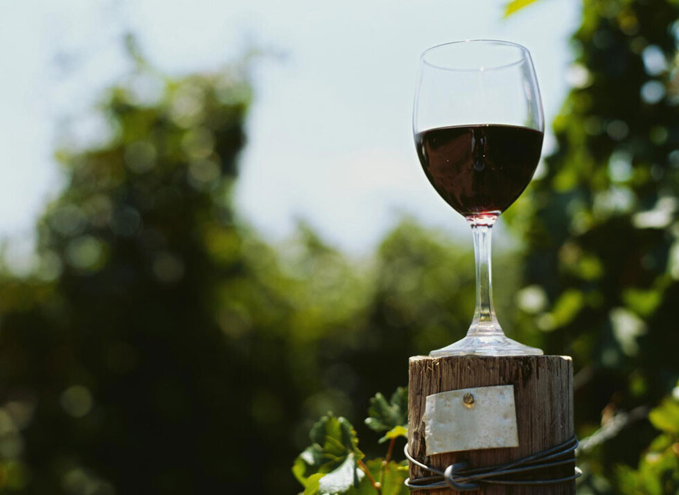 El vino en la salud