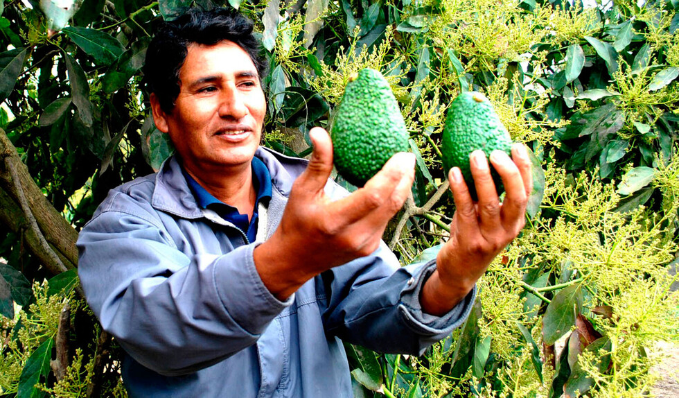 Evaluación de plaguicidas: una isla de esperanza en un mar de agrotóxicos