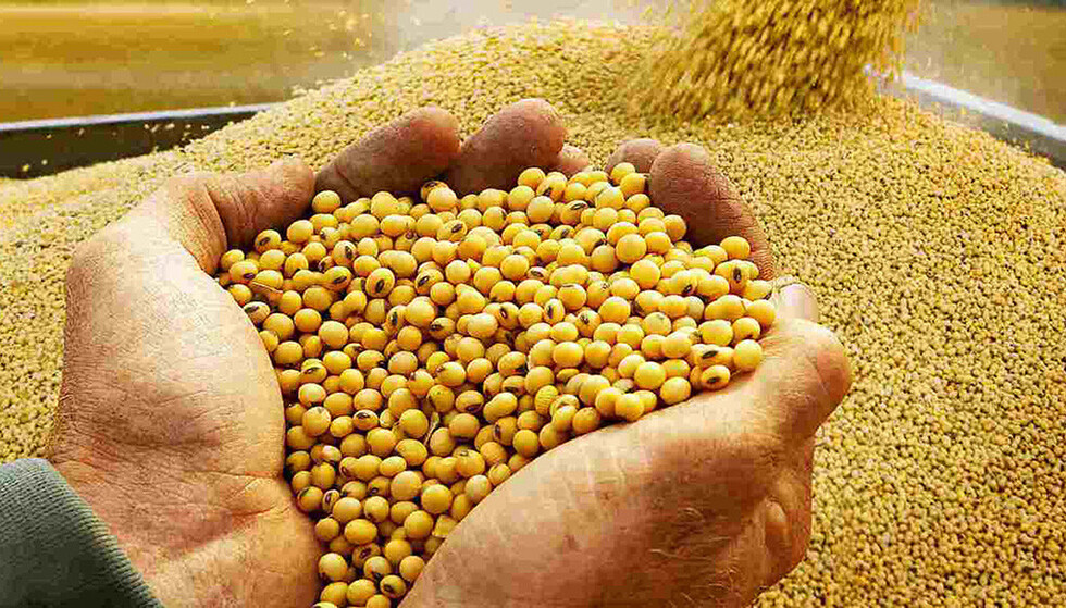 Anapo advierte una caída de 260 mil toneladas de soya en la cosecha de verano